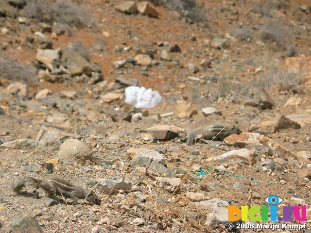 27918 Barbary Ground Squirrel sniffing